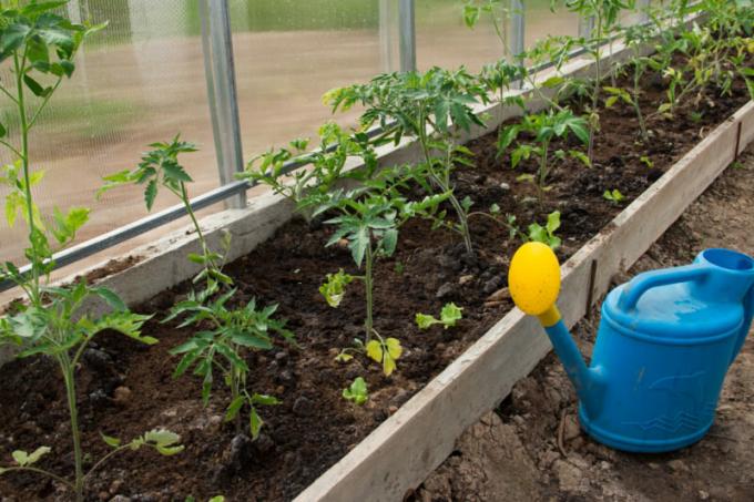 Jak zasadit rajče sazenice zarostlé