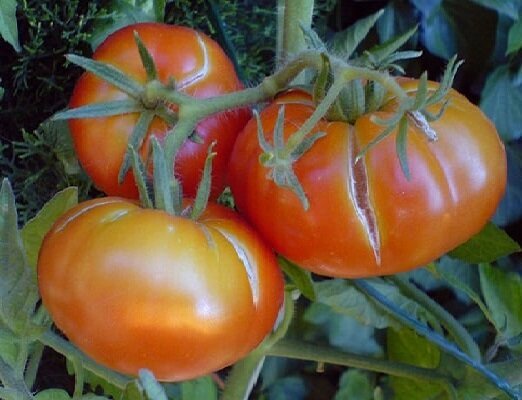 2 Chyba při pěstování rajčat, protože z nichž plody začínají praskat