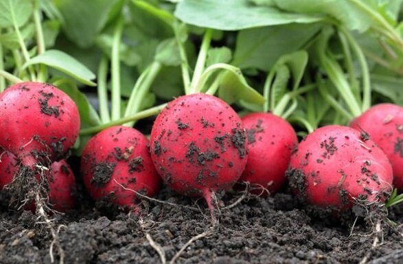 Jak pěstovat ředkvičky v zahradě a mít dobrou úrodu