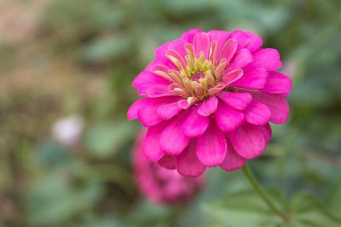 Rosteme Ostálky: pět důvodů pro popularitu květin