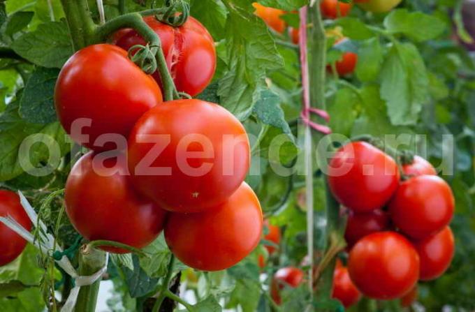 Zralých rajčat. Ilustrace pro článek je určen pro standardní licence © ofazende.ru