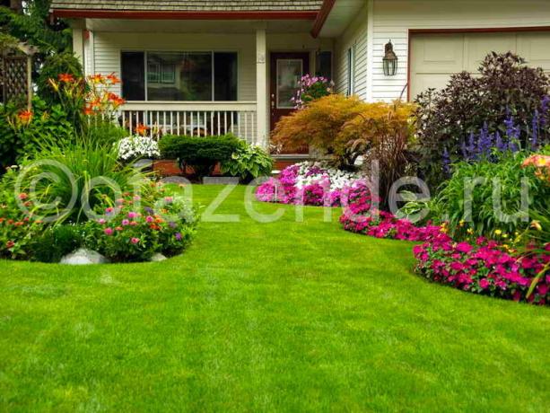 Kvetoucí trávník před domem s vlastníma rukama: tipy zahradníky