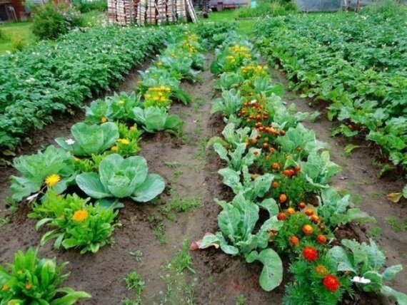 Jako přáteli navzájem zahradnické plodiny nebo výsadby metoda, která poskytuje dobrý výtěžek