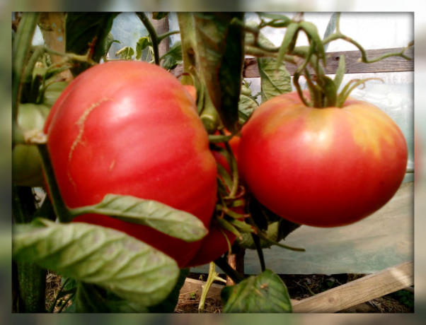 5 nejlépe poddajný sladký a cukr rajče odrůd pro vaši zahradu