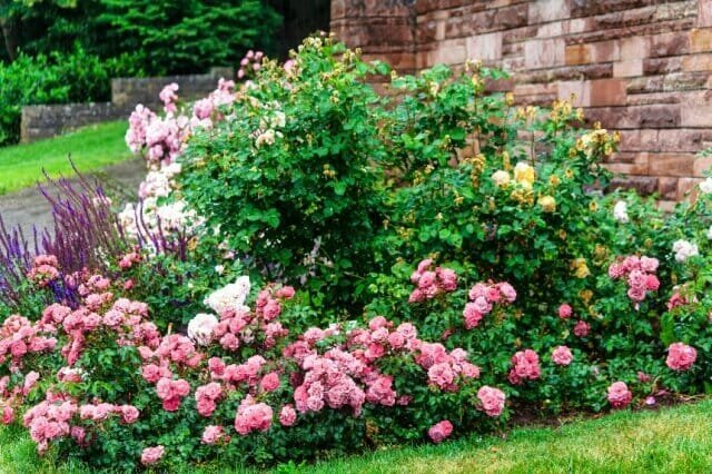 Jak vytvořit stylovou záhon růží - výběr odrůd, pravidel pro péči