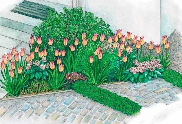Jak krásné tulipány vysazena na pozemku + fotky