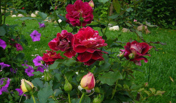 Užitečné sousedé na růže: to je nejlepší závod vedle květin
