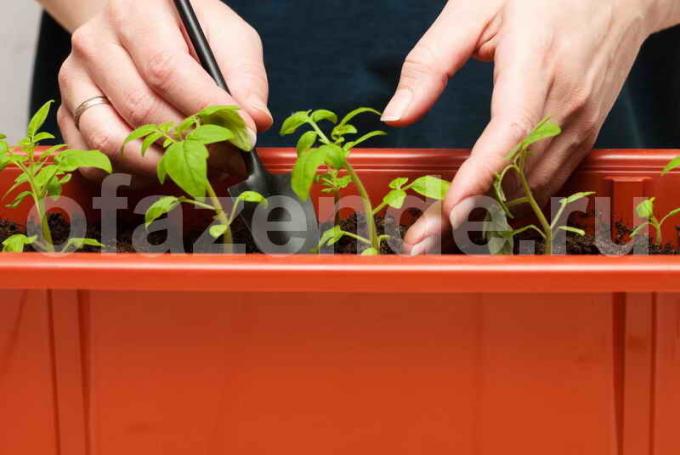 Semenáčky rajčete. Ilustrace pro článek je určen pro standardní licence © ofazende.ru