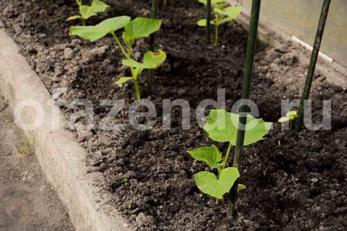 Okurky: silné kořeny - velká sklizeň