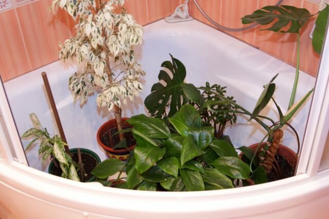 Sprchy s teplou vodou pro pokojové rostliny: odhaluje tajemství