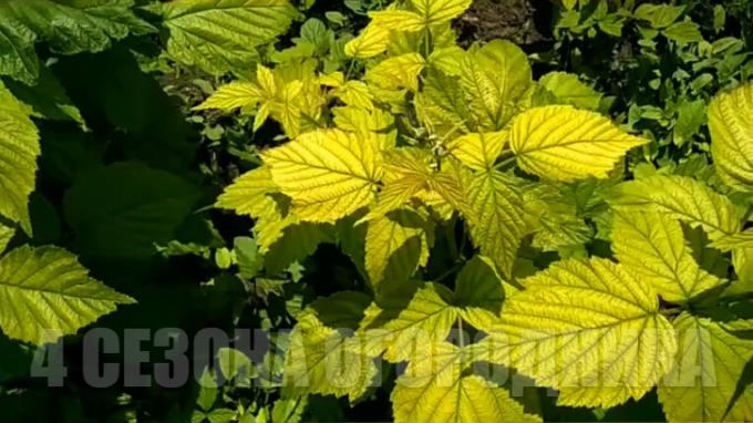 Vyjádřete svůj malinové listí zežloutne? Nepropadejte panice! Jak vyléčit chlorosis maliny: levné efektivním způsobem. Cena otázka - „arogantní“