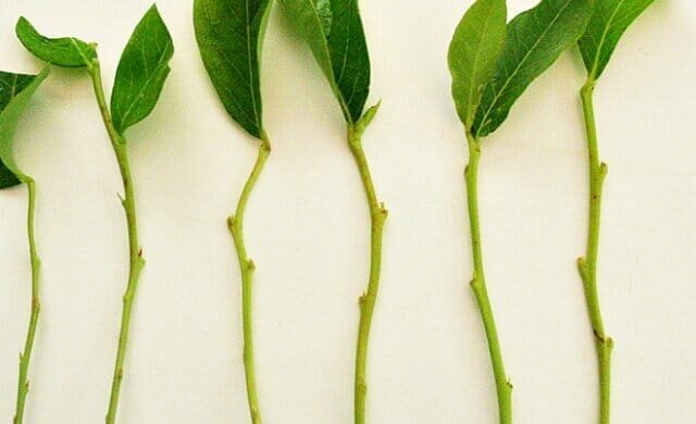 Osobní zkušenost: Jak se množit rostliny zelené řízky trudnoukorenyaemye