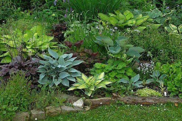 Stinné Květná zahrada ve vaší zahradě: odhalit tajemství pěstování