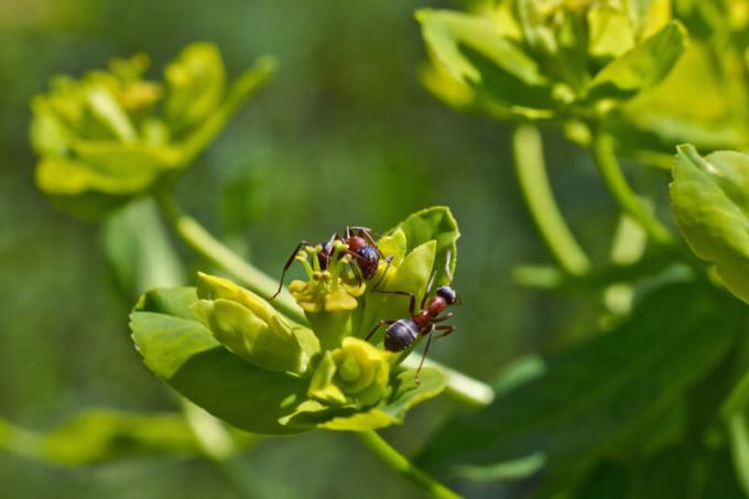 Mravenci s křídly způsobit velké nepříjemnosti pro lidi. Ilustrace pro článek je určen pro standardní licence © ofazende.ru