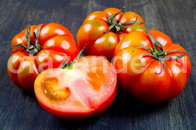Chcete-li rychle se začervenala rajčat