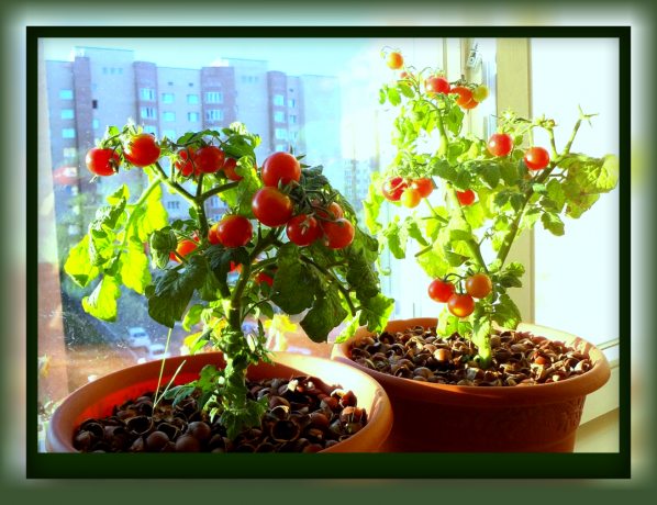 Jak pěstovat rajčata v květináči, který můžete hodovat na chutné rajčat přímo z parapetu
