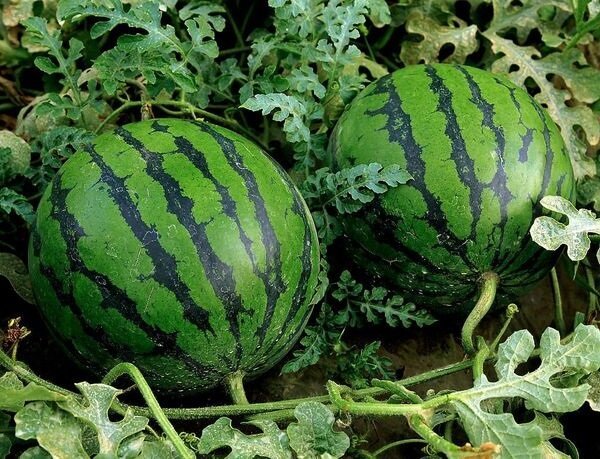 Jak pěstovat melouny v zemi a získat dobrou úrodu