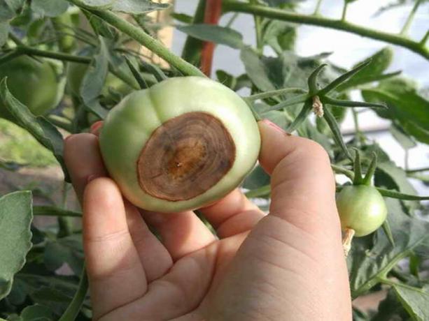 Jak zabránit vzniku pěstovala zelenina apikální hniloby rajčat