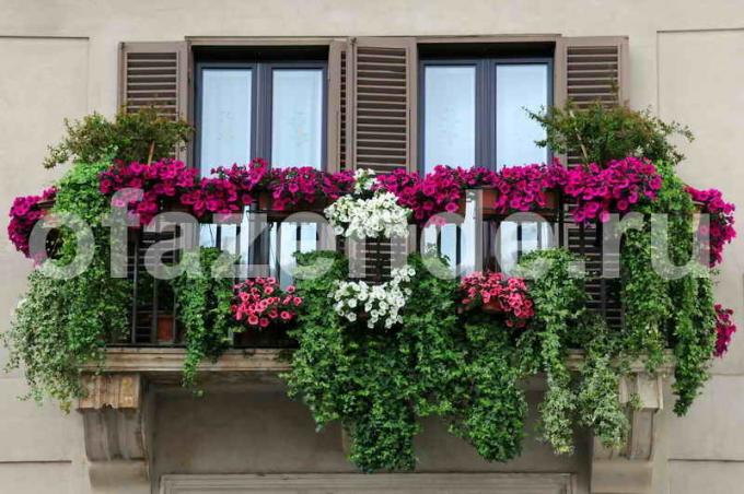 Květná zahrada na balkoně s rukama: Tipy zahrádkáři