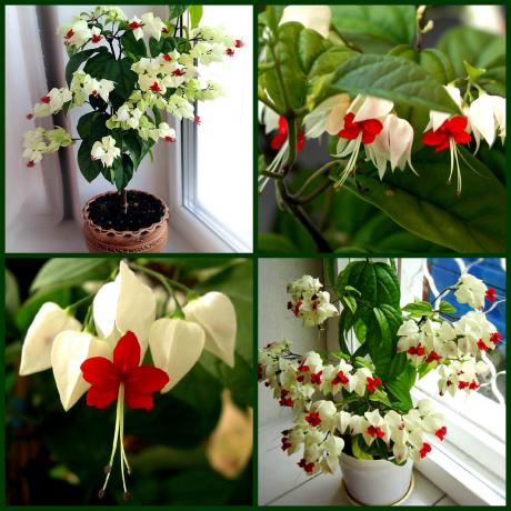 Krásný pokoj květina, která kvete téměř po celý rok a bude přitahovat do svého domu hodně štěstí a štěstí v lásce a ve skutcích