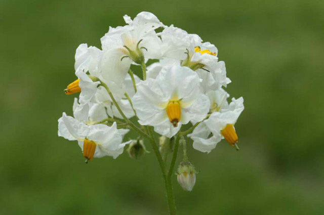 bílé květy