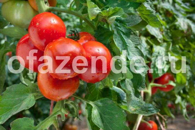 Rané odrůdy rajčat. Ilustrace pro článek je určen pro standardní licence © ofazende.ru