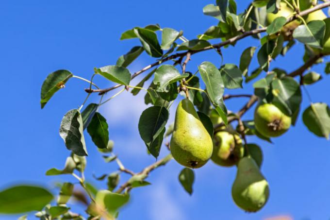 Proč odpadávat vaječník a plody jabloně, švestky, třešně a jiných stromů