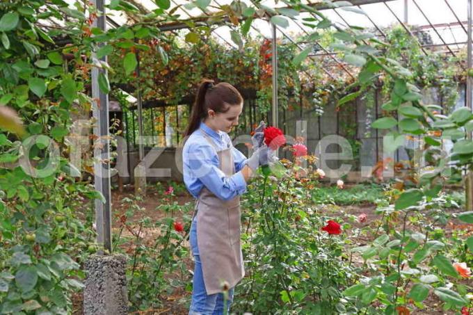 Pěstování růží. Ilustrace pro článek je určen pro standardní licence © ofazende.ru