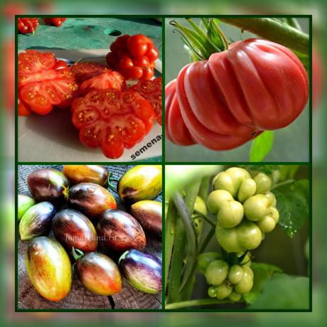 5 nejneobvyklejší a chutné rajčat odrůdy pro vaši zahradu