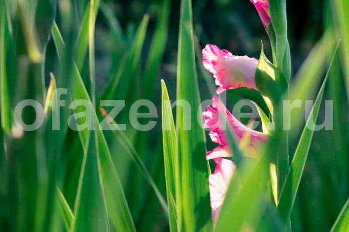 Rostoucí Gladiolus. Ilustrace pro článek je určen pro standardní licence © ofazende.ru
