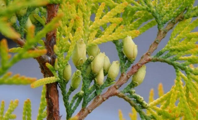 Thuja zežloutne po zimě - Co dělat, jak pomoci rostlině