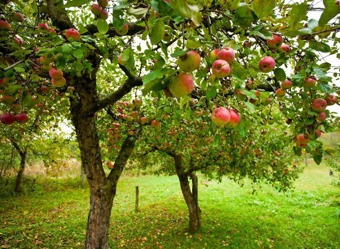 Jak roste jabloň zahrada