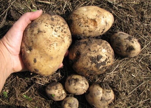 Jak jsem pěstovat brambory na svém pozemku, a vždy mít dobrou úrodu