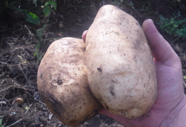 Grade brambory "Lasunok"