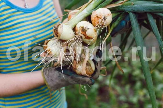 Pěstování cibule. Ilustrace pro článek je určen pro standardní licence © ofazende.ru