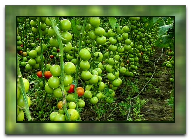 Jak a proč se oddělit listy rajčat, že dostanete velkou úrodu, a proto je tato metoda tak populární