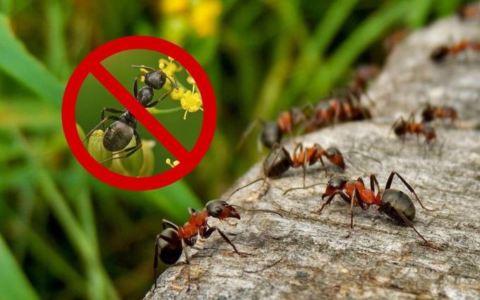 Účinným prostředkem (recept), které budou zbavit mravenců a vosy na své letní chatě