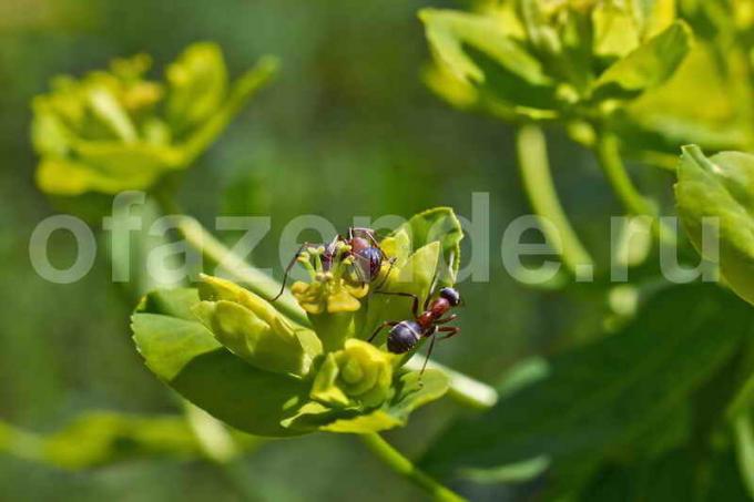 Zahradní Mravenci: Jaké výhody a poškozuje?