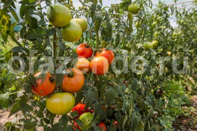Zrání rajčata. Ilustrace pro článek je určen pro standardní licence © ofazende.ru