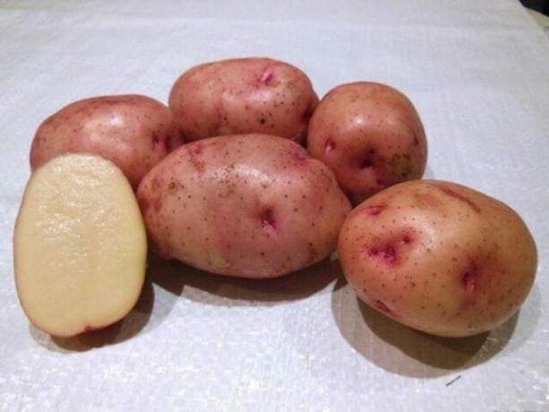 7 nejlepších odrůd brambor