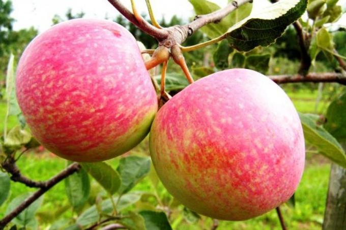 Připravte jablko na příští sezónu. Jak zvýšit příští rok sklizně o 1,5 krát
