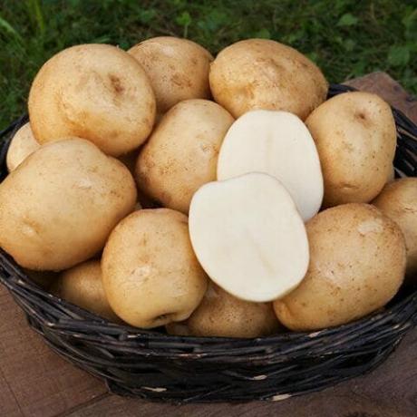 odrůdy brambor, "Snow White"