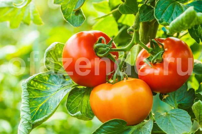 Pěstování rajčat ve skleníku (Fotografie použita dle standardního licence © ofazende.ru)
