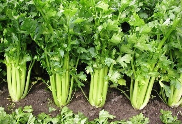 Jak pěstovat celer a dobrý výtěžek