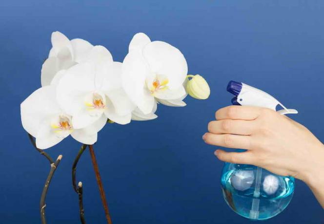 Jak udělat Phalaenopsis orchidej do květu?