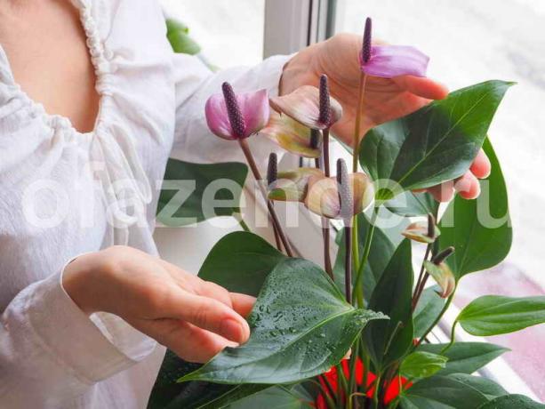 Pěstování pokojových rostlin. Ilustrace pro článek je určen pro standardní licence © ofazende.ru