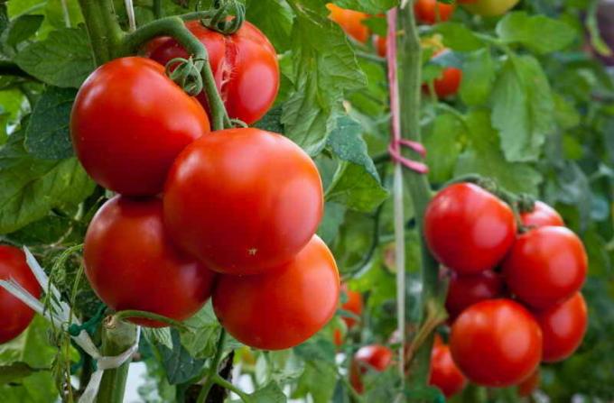 Dva kbelíky s každé rostliny, nebo, jak dosáhnout vysoké výtěžky rajčat