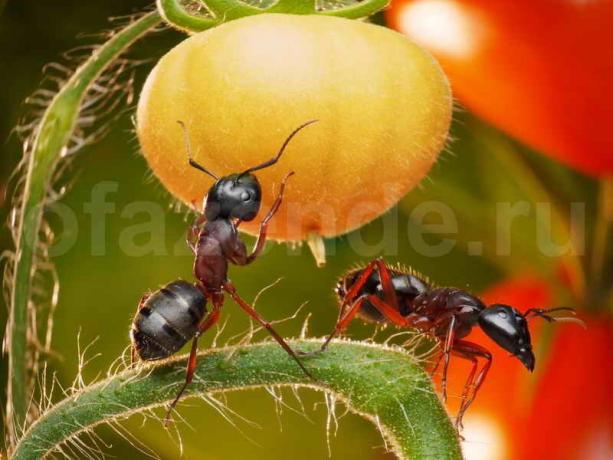 Jak se zbavit mravenců. Ilustrace pro článek je určen pro standardní licence © ofazende.ru