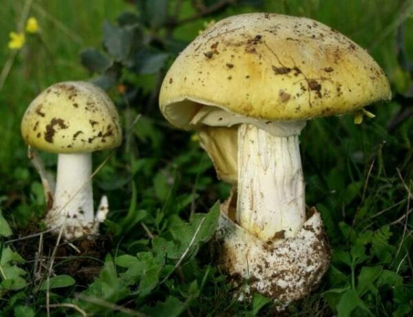 10 druhů jedovatých hub, které jsou nejlépe ponechány v lese