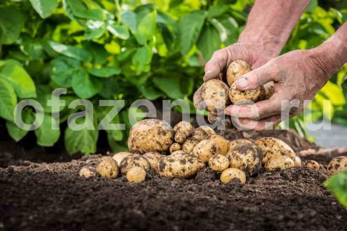 pěstování brambor. Ilustrace pro článek je určen pro standardní licence © ofazende.ru